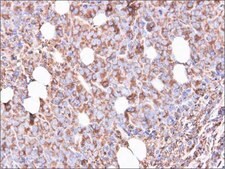 Anti-RPS3 antibody produced in rabbit affinity isolated antibody, buffered aqueous solution