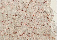 Monoclonal Anti-Pan Cadherin antibody produced in mouse clone CH-19, ascites fluid