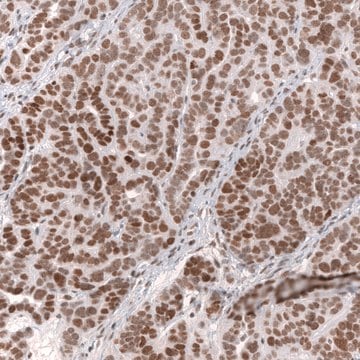 Monoclonal Anti-Smarcb1 Antibody Produced In Mouse Prestige Antibodies® Powered by Atlas Antibodies, clone CL13973, affinity isolated antibody, buffered aqueous glycerol solution