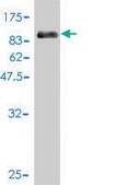 Monoclonal Anti-CDK5RAP3 antibody produced in mouse clone 1G4, purified immunoglobulin, buffered aqueous solution