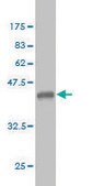 Monoclonal Anti-ERBB3 antibody produced in mouse clone 2E9, purified immunoglobulin, buffered aqueous solution