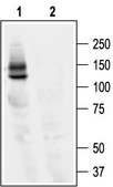 Anti-Potassium Channel hKv11.1 antibody produced in rabbit affinity isolated antibody, lyophilized powder