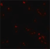 Anti-SAE2 antibody produced in rabbit affinity isolated antibody, buffered aqueous solution