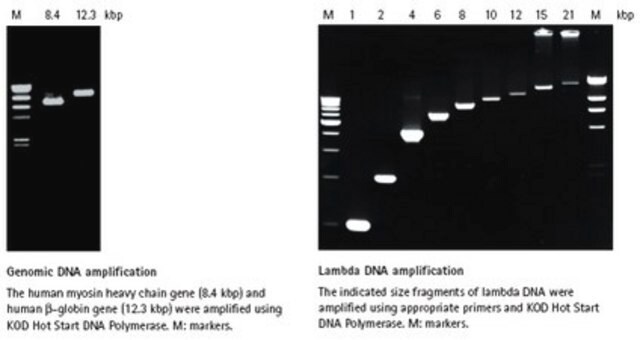 KOD热启动DNA聚合酶 High fidelity DNA polymerase designed for accurate PCR amplification of long strand and GC- rich DNA templates for cloning and cDNA amplification applications.