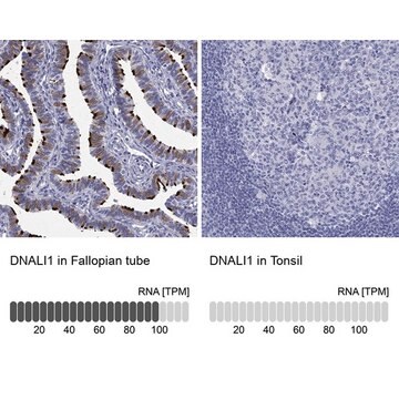 Anti-DNALI1 antibody produced in rabbit Prestige Antibodies® Powered by Atlas Antibodies, affinity isolated antibody, buffered aqueous glycerol solution