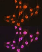 Anti- Smad3 antibody produced in rabbit