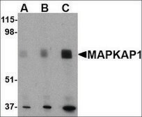 Anti-MAPKAP1 (ab1) antibody produced in rabbit affinity isolated antibody, buffered aqueous solution