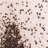 Monoclonal Anti-HIST1H3A antibody produced in mouse Prestige Antibodies® Powered by Atlas Antibodies, clone CL4967, purified immunoglobulin, buffered aqueous glycerol solution