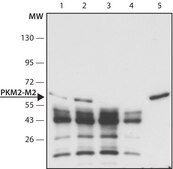 Anti-PKM2 (isoform M2) antibody produced in rabbit ~1.5 mg/mL, affinity isolated antibody