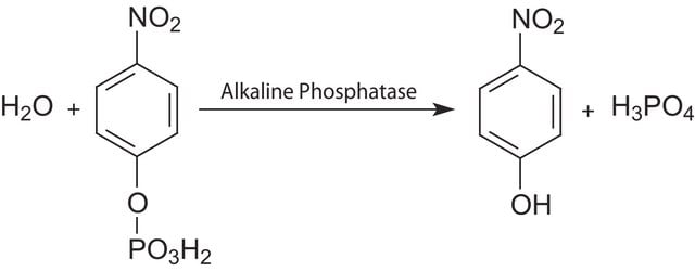 用于ELISA的碱性磷酸酶黄色（pNPP）液体底物系统 ready to use solution