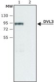 Anti-DVL3 (C-terminal region) antibody produced in rabbit ~1.5 mg/mL, affinity isolated antibody, buffered aqueous solution