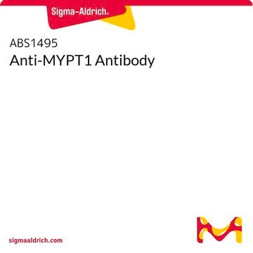 Anti-MYPT1 Antibody