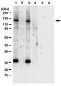 Anti-phospho-Upf1 (Ser1127) Antibody from rabbit, purified by affinity chromatography