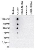 Anti-acetyl Histone H2A.Z (Lys 5, 7, 11) Antibody from rabbit, purified by affinity chromatography
