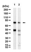 Anti-CD33/Siglec-3 Antibody, clone 1D10 ZooMAb® Rabbit Monoclonal recombinant, expressed in HEK 293 cells
