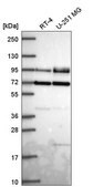 Anti-DVL2 antibody produced in rabbit Prestige Antibodies® Powered by Atlas Antibodies, affinity isolated antibody