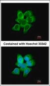 抗 AKR1C1 兔抗 affinity isolated antibody, buffered aqueous solution