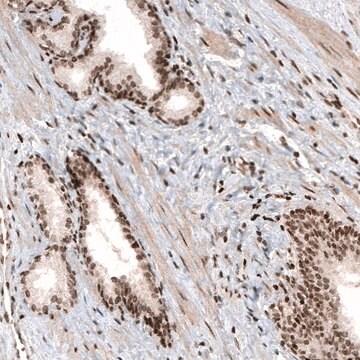 Monoclonal Anti-HIST1H3A antibody produced in mouse Prestige Antibodies® Powered by Atlas Antibodies, clone CL4968, purified immunoglobulin, buffered aqueous glycerol solution
