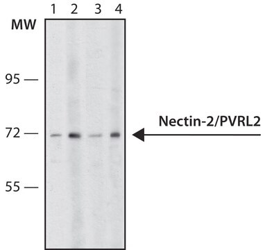 Anti-Nectin-2/PVRL2 antibody, Mouse monoclonal clone R2.5254.2, purified from hybridoma cell culture