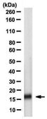 Anti-IL-22 Antibody, clone 9F2.2.4