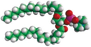 17:0 PC 1,2-diheptadecanoyl-sn-glycero-3-phosphocholine, powder