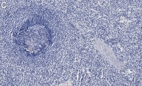 Anti-Heme Oxygenase 1 Antibody, clone 1F8 ZooMAb® Rabbit Monoclonal recombinant, expressed in HEK 293 cells