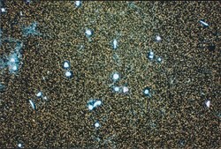 Anti-Integrin α2 Antibody, clone P1E6 clone P1E6, Chemicon®, from mouse