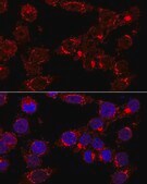 Anti-GM130 antibody produced in rabbit