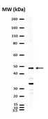 Anti-LMX-1 Antibody serum, from rabbit