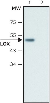 Anti-Lysyl Oxidase antibody produced in rabbit ~1&#160;mg/mL, affinity isolated antibody, buffered aqueous solution