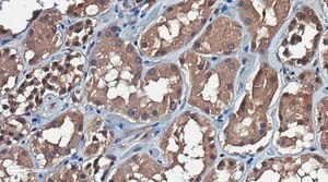 Anti-Thrombomodulin Antibody, clone 411-201B clone 411-201B, from rat