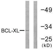 Anti-BCL-XL antibody produced in rabbit affinity isolated antibody