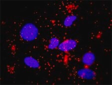Monoclonal Anti-SMAD3 antibody produced in mouse clone 7F3, purified immunoglobulin, buffered aqueous solution