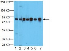Anti-PTP-PEST Antibody, clone AG25 ascites fluid, clone AG25, from mouse