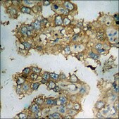 Anti-phospho-p300 (pSer89) antibody produced in rabbit affinity isolated antibody