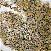 Anti-phospho-14-3-3 ζ/δ (pThr232) antibody produced in rabbit affinity isolated antibody