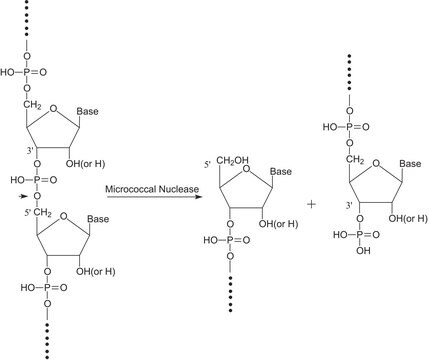 微球菌核酸酶 来源于金黄色葡萄球菌 100-300&#160;units/mg protein