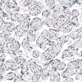 Anti-TFE3 antibody produced in mouse Prestige Antibodies® Powered by Atlas Antibodies, clone CL12822, purified by using Protein A, buffered aqueous glycerol solution