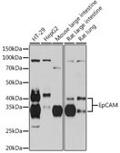 Anti-EpCAM Antibody, clone 4V1B7, Rabbit Monoclonal