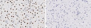 Anti-BMI-1 Antibody, clone F6 ZooMAb® Mouse Monoclonal recombinant, expressed in HEK 293 cells