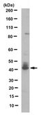 Anti-MPK-3 (DUSP6) Antibody, clone 5H6.1 clone 5H6.1, from mouse