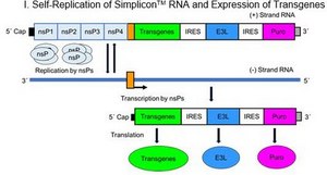Simplicon Cloning Vector (E3L) for expression of the target gene(s) in transfected cells without the risk of genome integration
