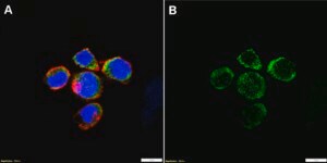 Anti-CD130/IL-6RB Antibody, clone 2I13 ZooMAb® Rabbit Monoclonal recombinant, expressed in HEK 293 cells