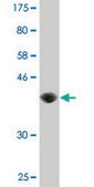 Monoclonal Anti-AREG antibody produced in mouse clone 3E4, purified immunoglobulin, buffered aqueous solution