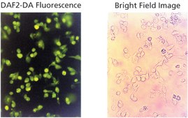 4,5-Diaminofluorescein diacetate solution 5 mM in DMSO, ≥97% (HPLC)