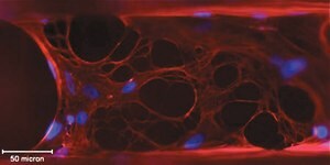 3D Biotek 3D Insert™ PS scaffold for 96 well plates, 24 inserts/96 well plate