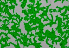 OSUMMER.7 Mouse NRAS-Mutant Melanoma Cell Line