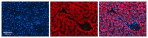 Anti-P4HB (AB2) antibody produced in rabbit affinity isolated antibody