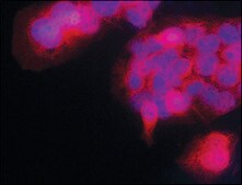 Anti-TDP-43 antibody produced in rabbit ~1.5 mg/mL, affinity isolated antibody, buffered aqueous solution
