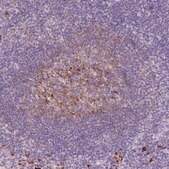 Anti-VCAM1 antibody produced in rabbit Prestige Antibodies® Powered by Atlas Antibodies, affinity isolated antibody, buffered aqueous glycerol solution